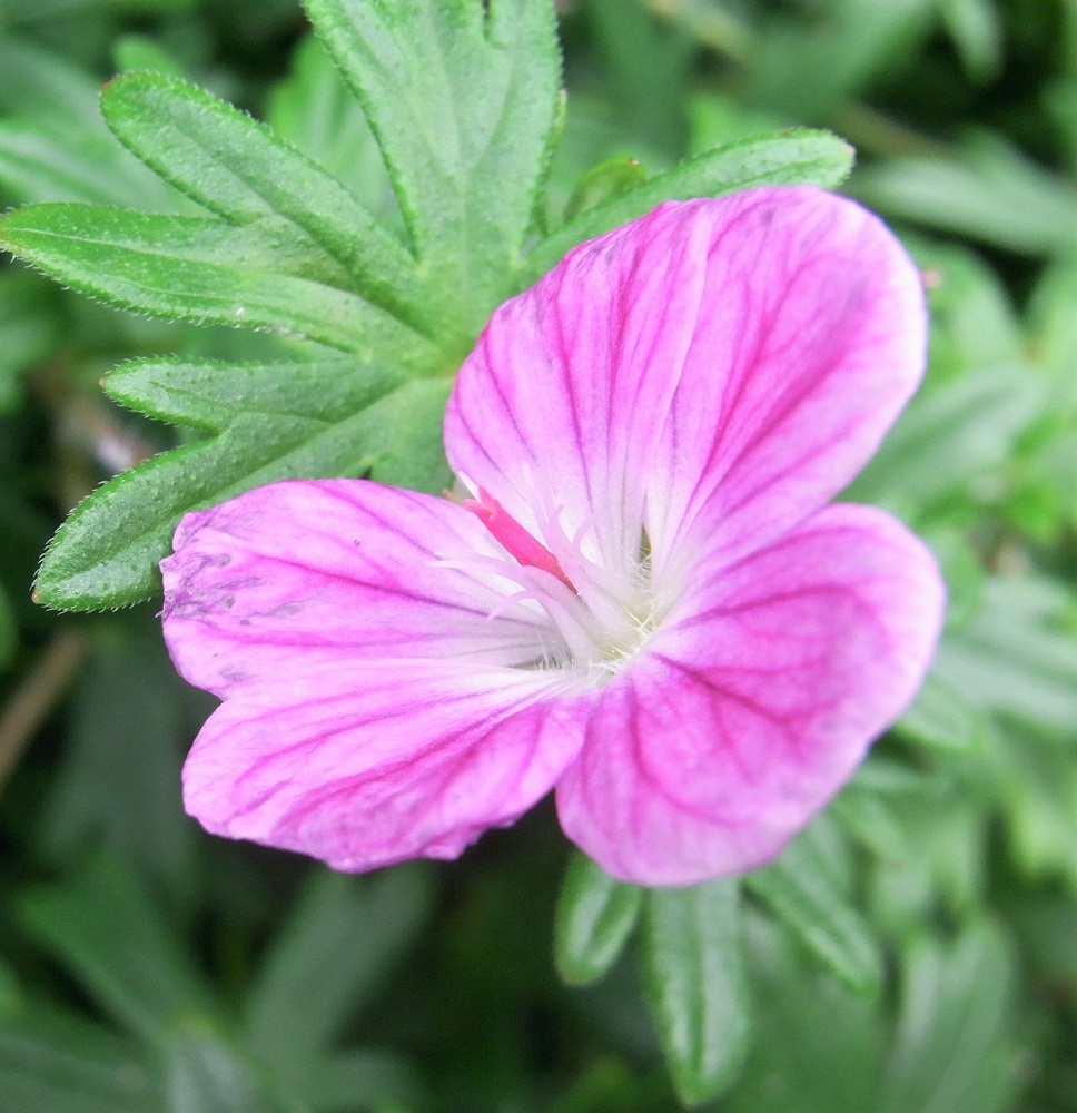 f:id:bibi-kirara:20210925160908j:plain