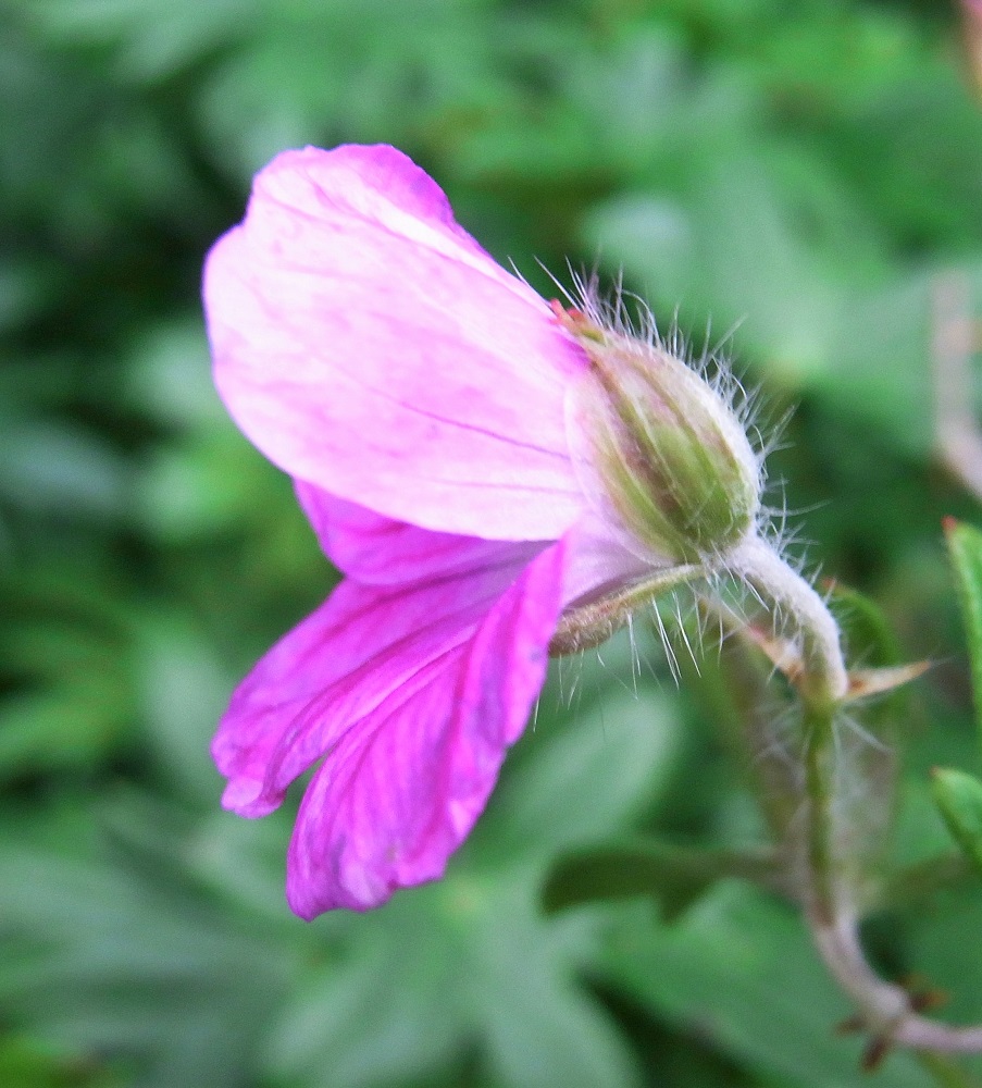 f:id:bibi-kirara:20210925160925j:plain