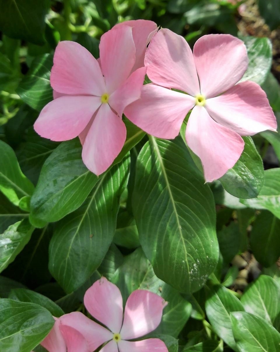 f:id:bibi-kirara:20210927145035j:plain