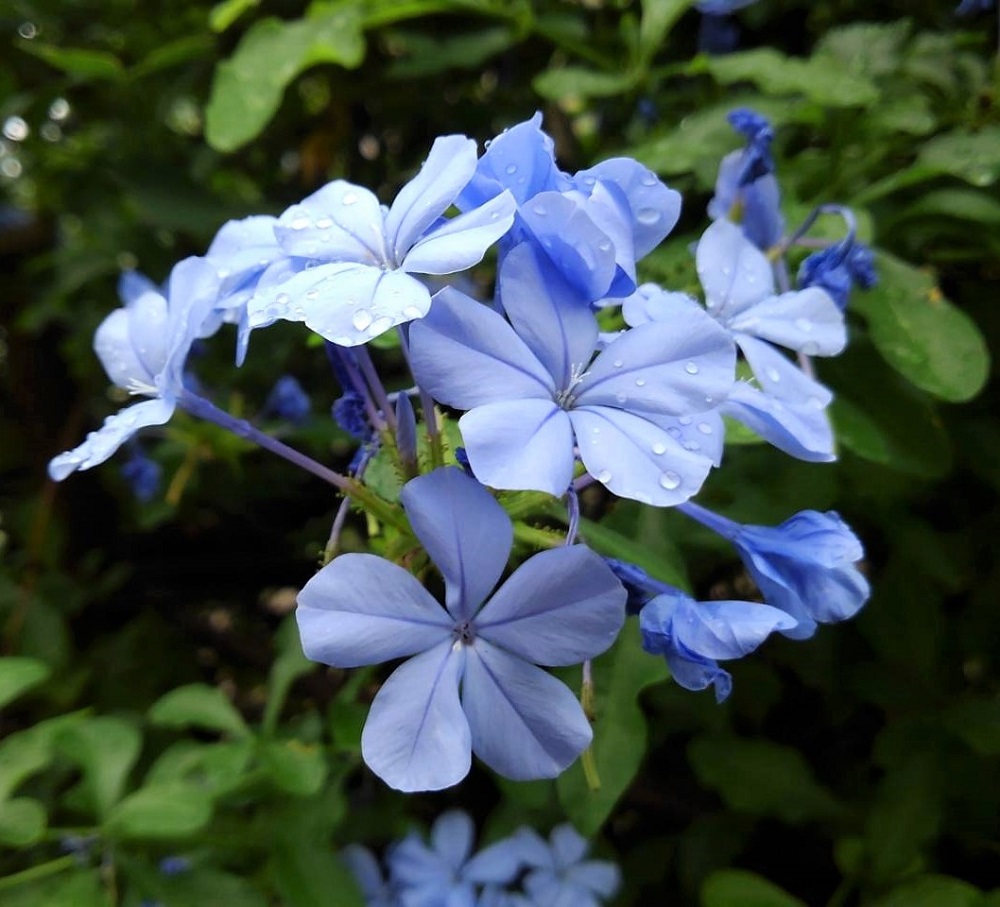 f:id:bibi-kirara:20210929115541j:plain