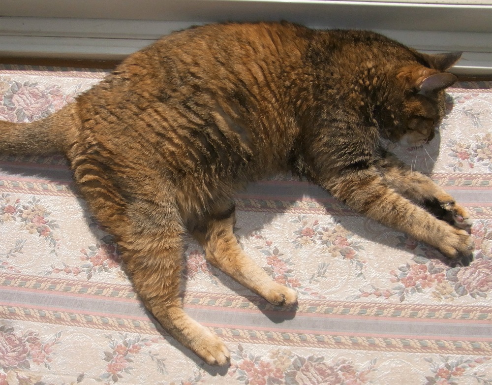 f:id:bibi-kirara:20211025153956j:plain