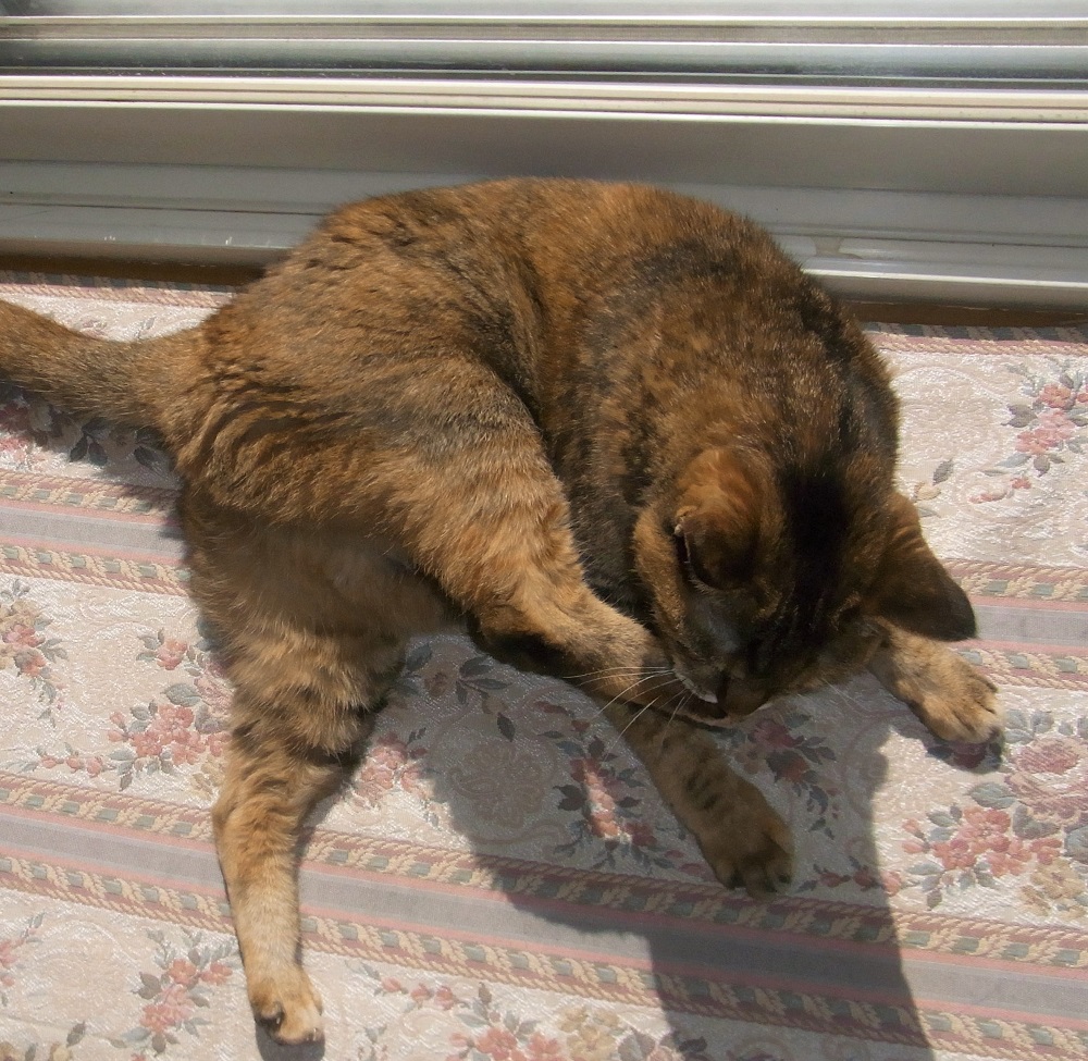 f:id:bibi-kirara:20211025154003j:plain