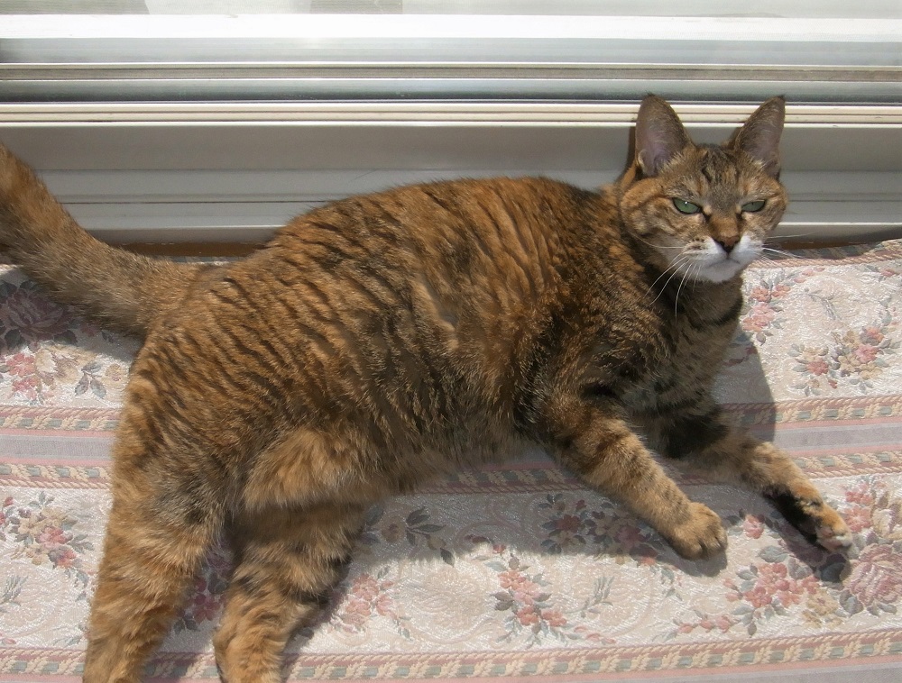 f:id:bibi-kirara:20211025154011j:plain