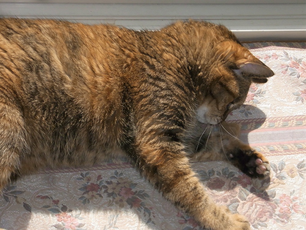 f:id:bibi-kirara:20211025154018j:plain