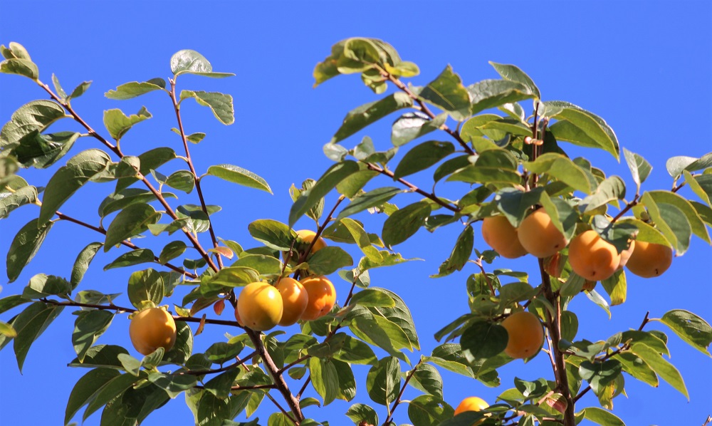 f:id:bibi-kirara:20211027155122j:plain