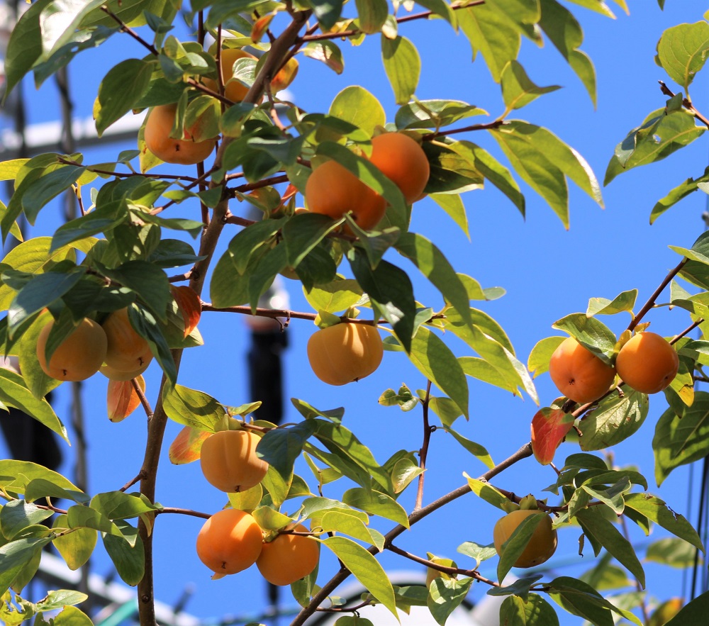 f:id:bibi-kirara:20211027155131j:plain