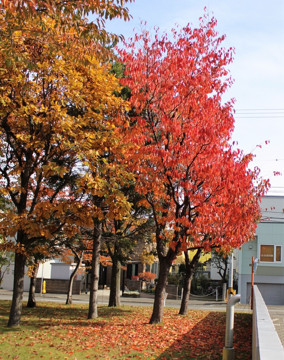 f:id:bibi-kirara:20211029225240j:plain