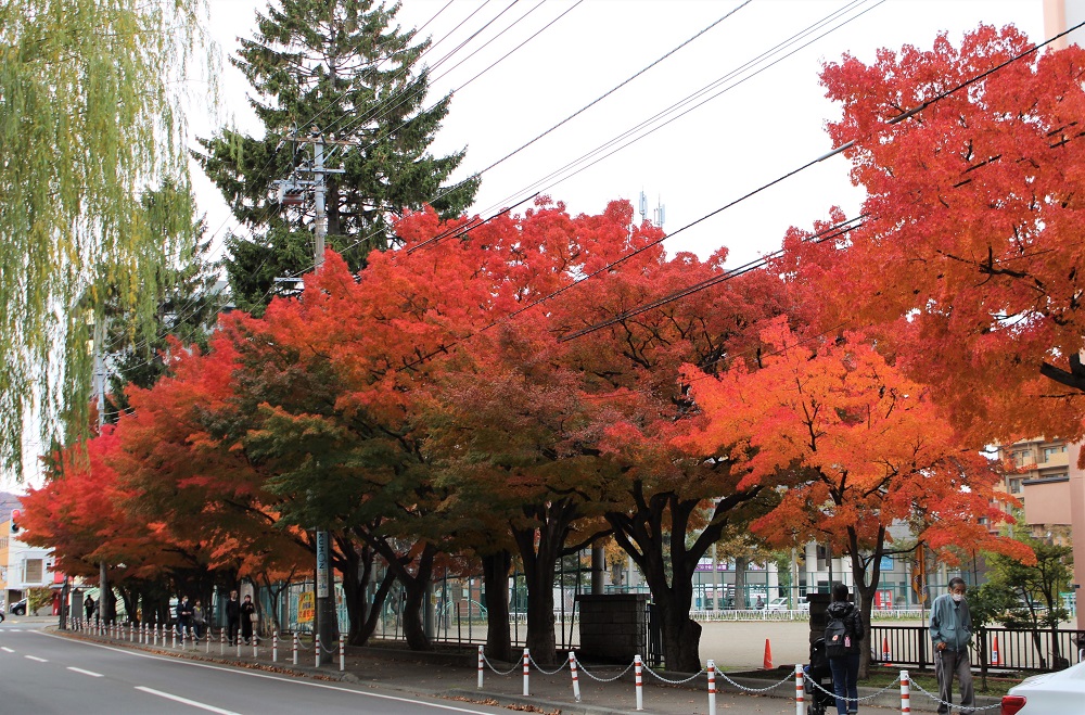f:id:bibi-kirara:20211102140907j:plain