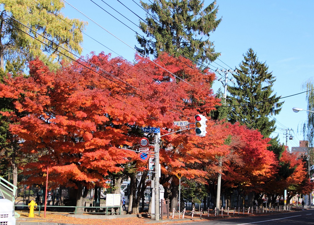 f:id:bibi-kirara:20211105205954j:plain