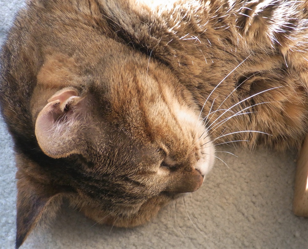 f:id:bibi-kirara:20211216221020j:plain