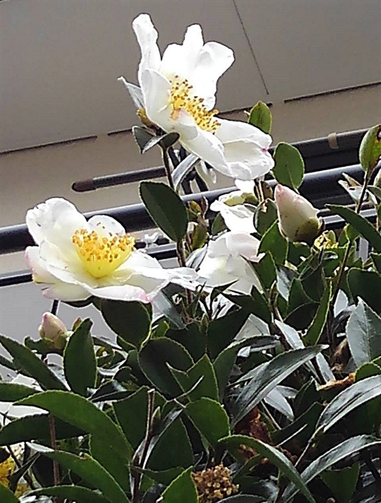 f:id:bibi-kirara:20211226234020j:plain