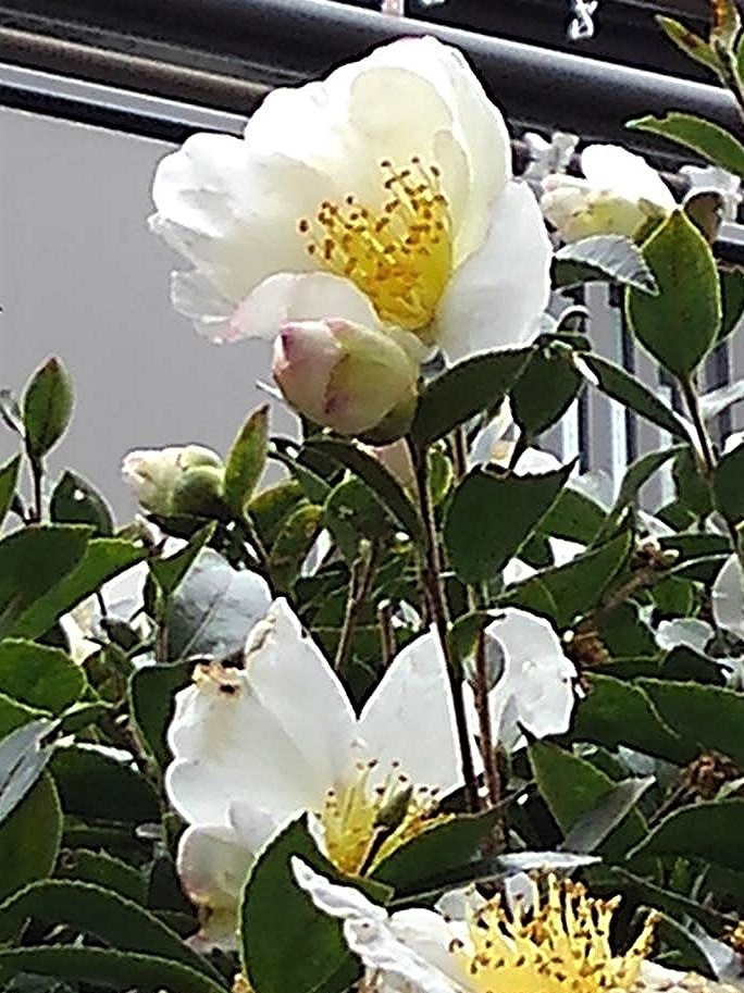 f:id:bibi-kirara:20211226234031j:plain
