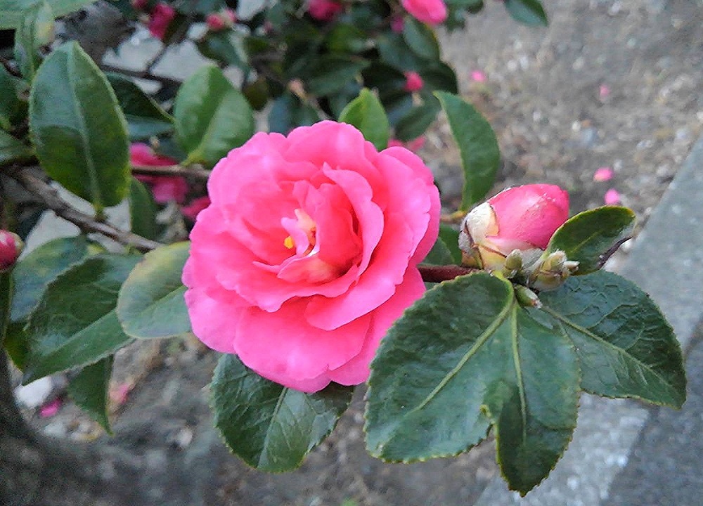 f:id:bibi-kirara:20211226234040j:plain