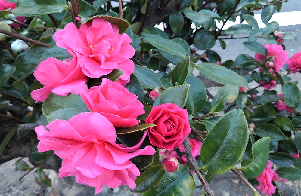 f:id:bibi-kirara:20211226234052j:plain
