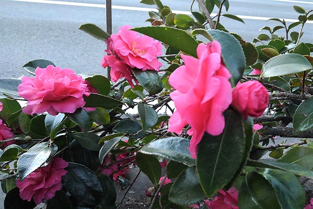 f:id:bibi-kirara:20211226234113j:plain