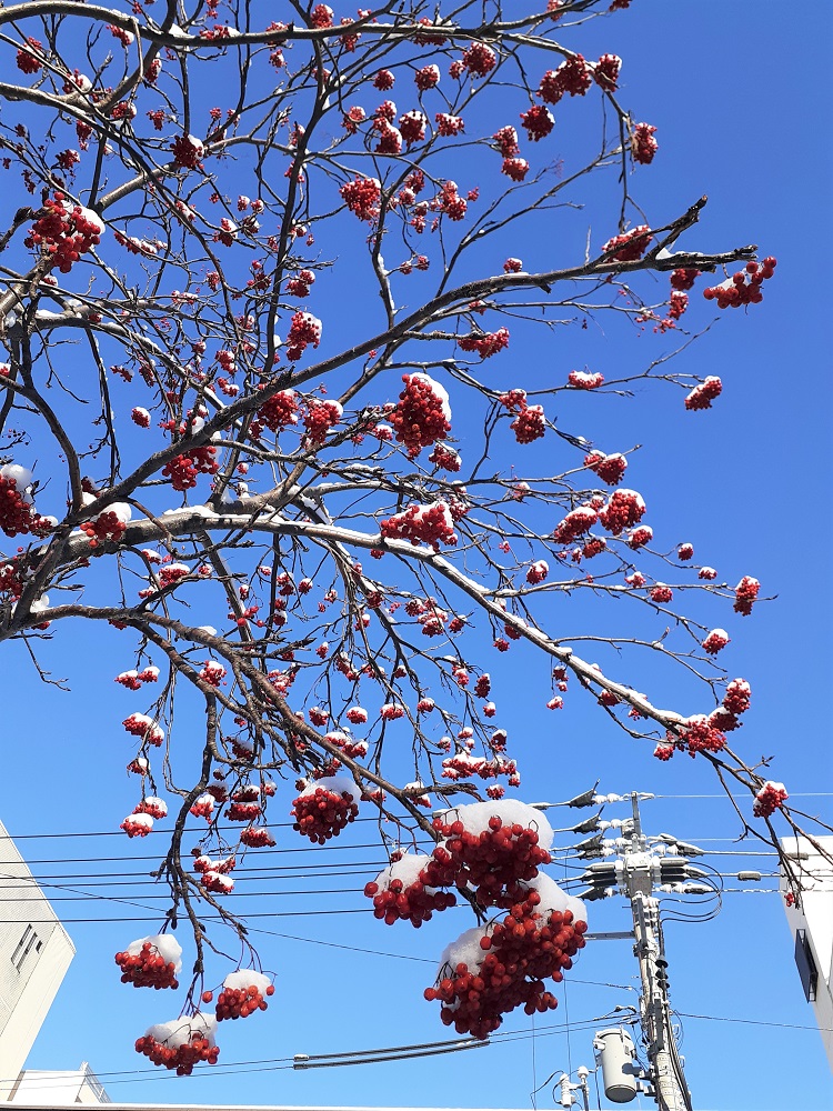 f:id:bibi-kirara:20220110152501j:plain