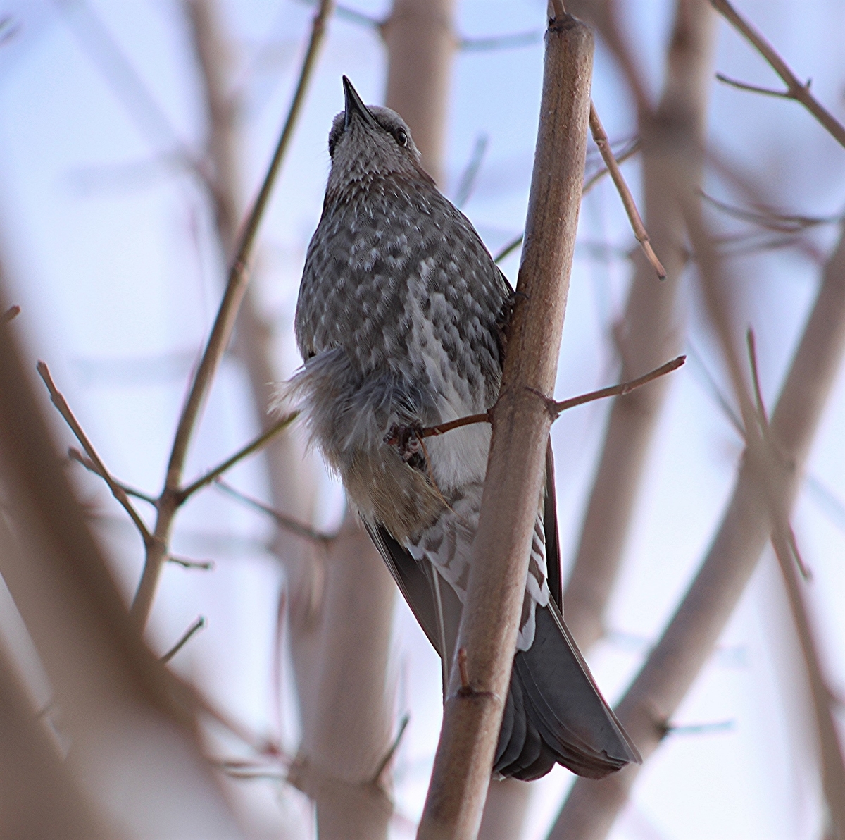 f:id:bibi-kirara:20220216154654j:plain