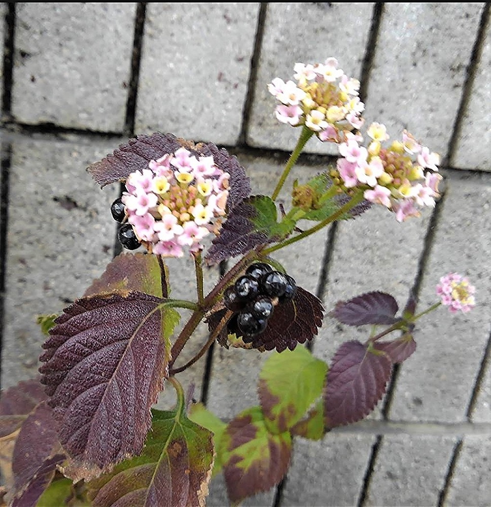 f:id:bibi-kirara:20220226220807j:plain