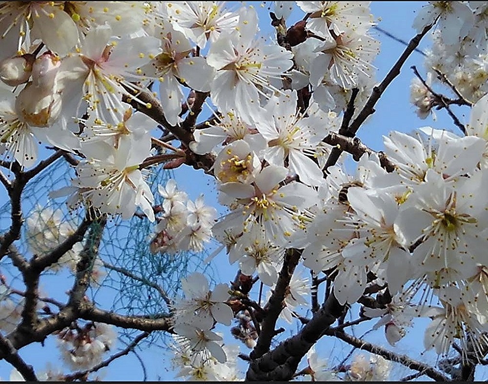f:id:bibi-kirara:20220317113906j:plain