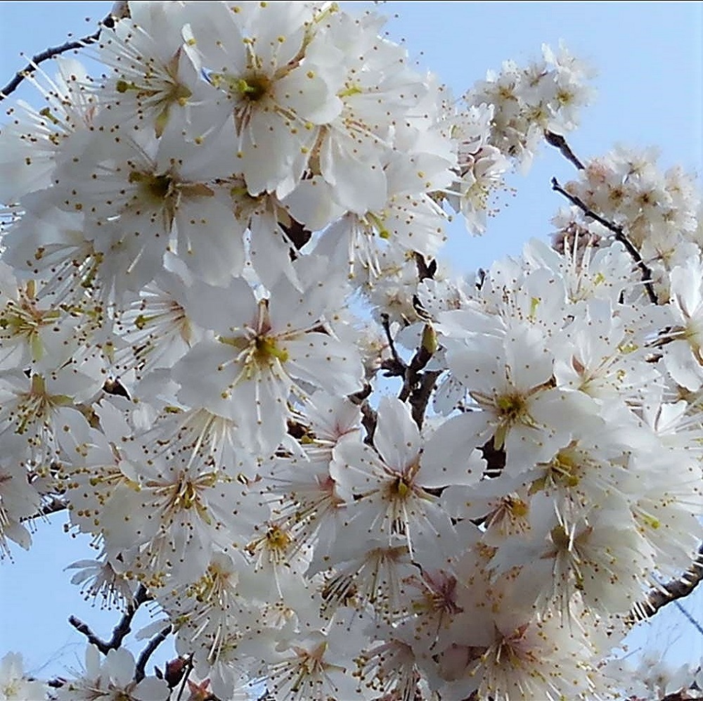 f:id:bibi-kirara:20220317113924j:plain