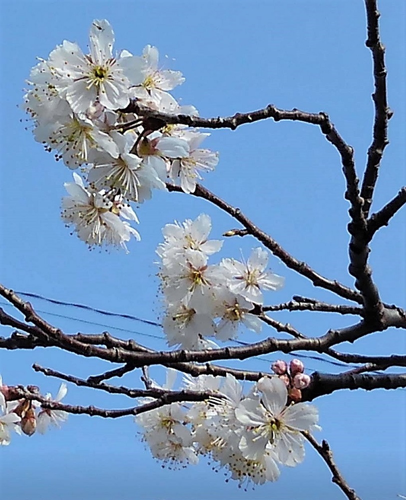 f:id:bibi-kirara:20220317113943j:plain