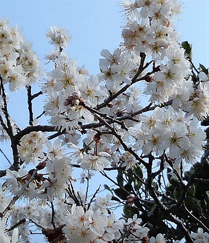 f:id:bibi-kirara:20220317113953j:plain