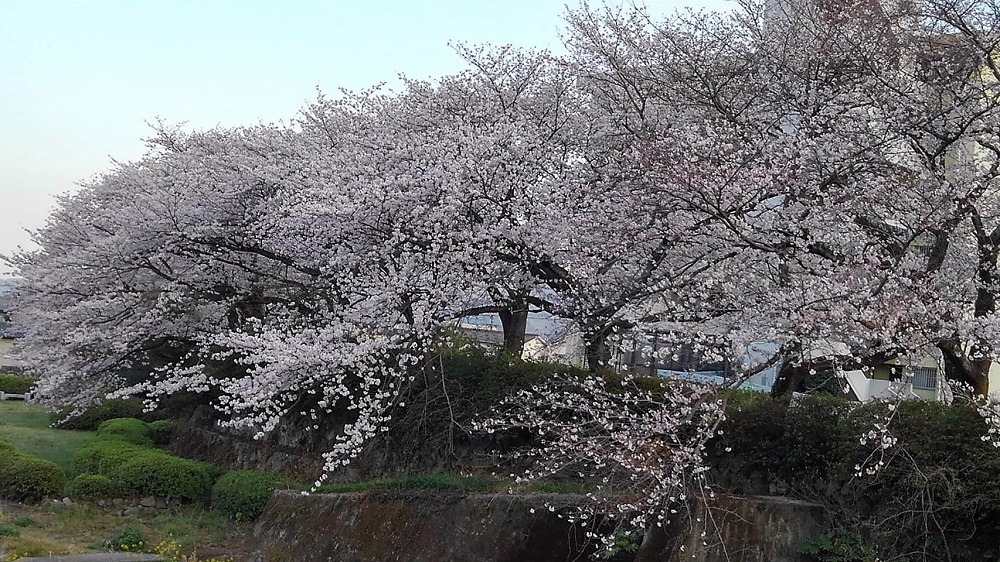 f:id:bibi-kirara:20220401175557j:plain