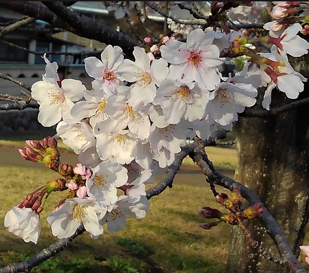 f:id:bibi-kirara:20220401175607j:plain