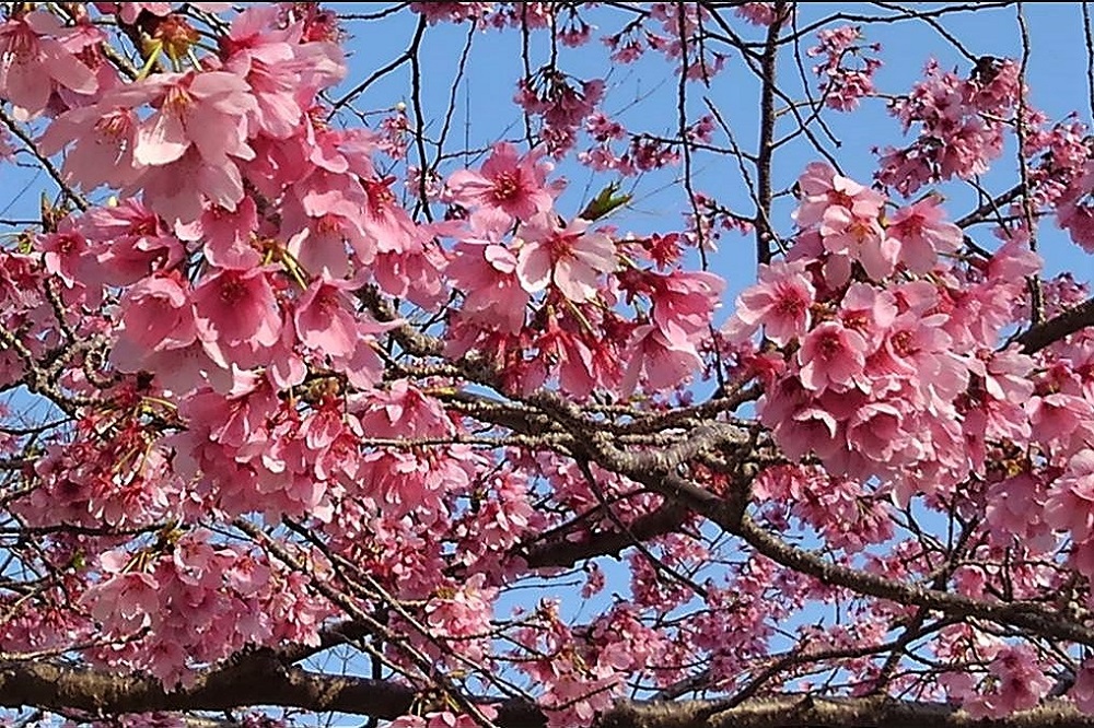 f:id:bibi-kirara:20220401175636j:plain