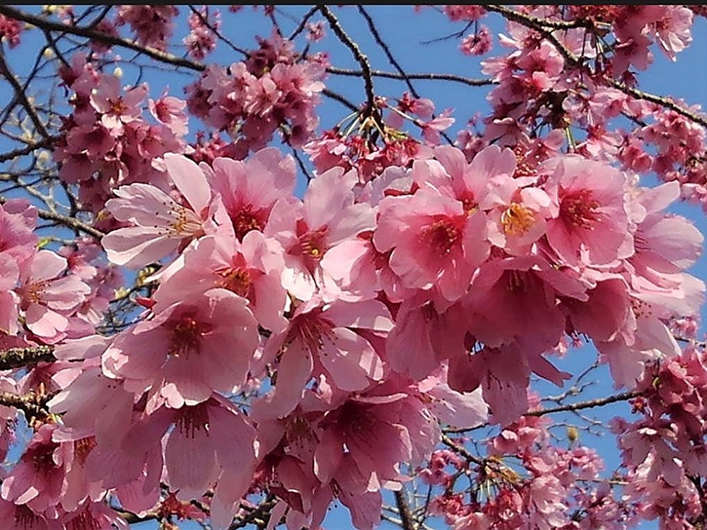 f:id:bibi-kirara:20220401175645j:plain