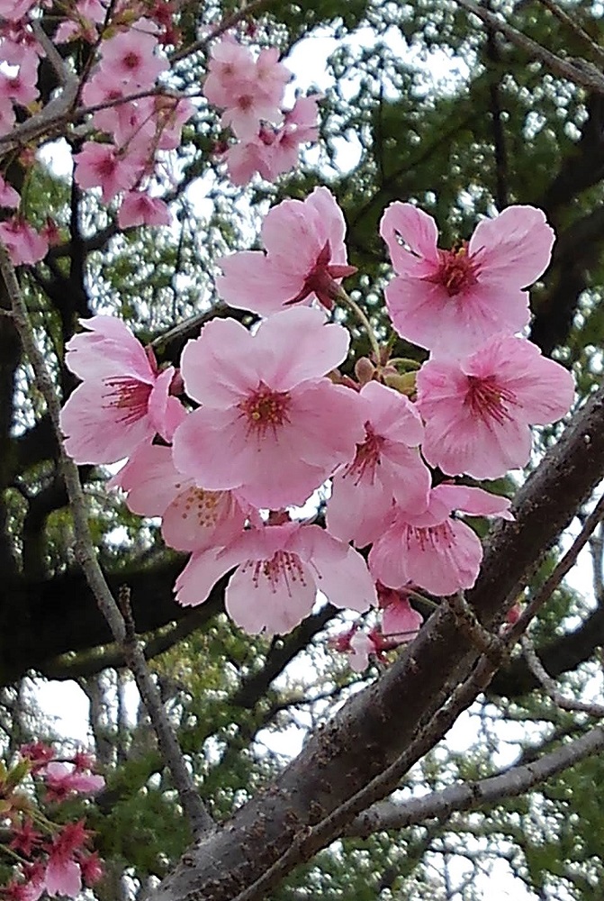 f:id:bibi-kirara:20220401180327j:plain