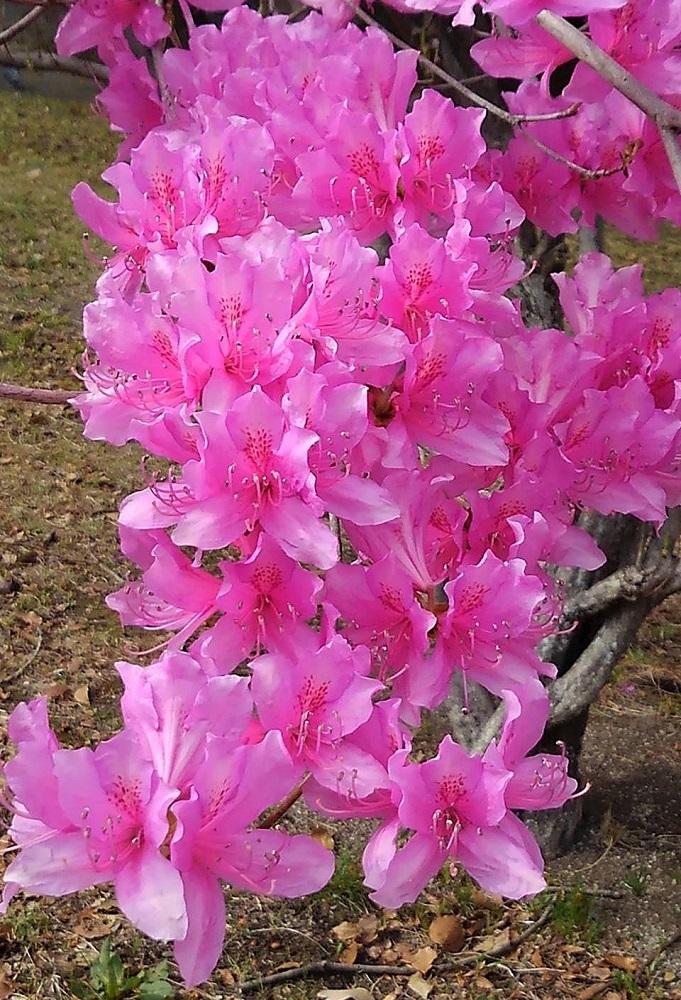 f:id:bibi-kirara:20220401180440j:plain