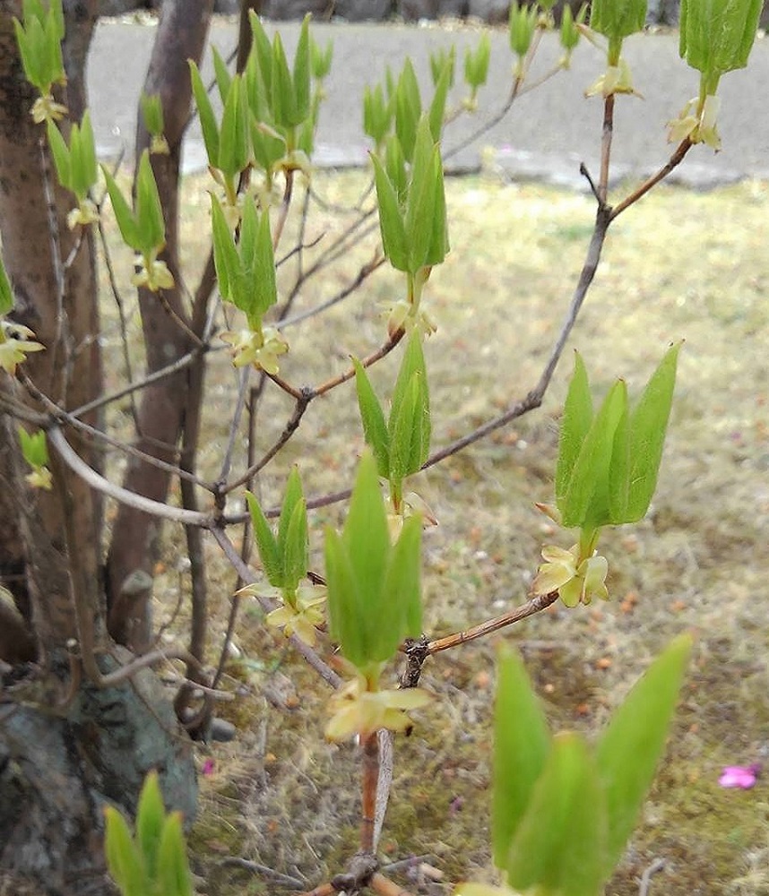 f:id:bibi-kirara:20220401180458j:plain