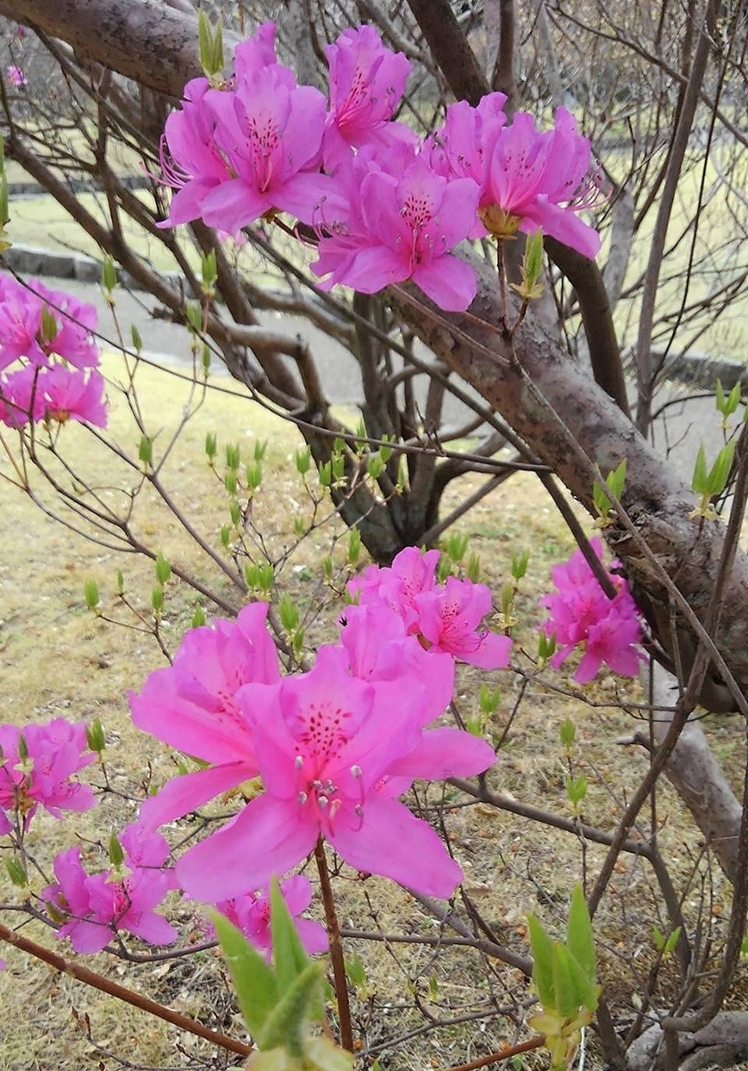 f:id:bibi-kirara:20220401180507j:plain