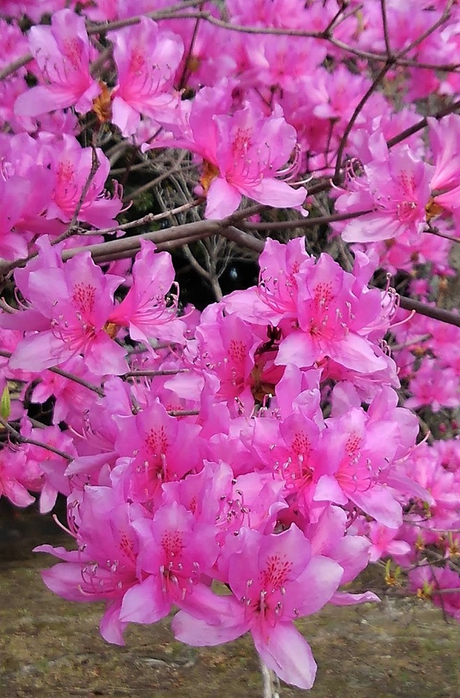 f:id:bibi-kirara:20220401180520j:plain