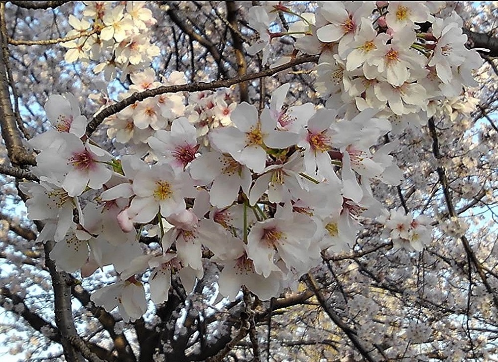 f:id:bibi-kirara:20220401181746j:plain