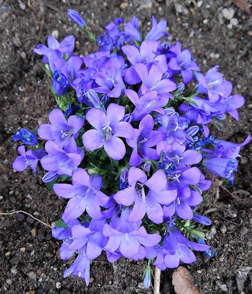 f:id:bibi-kirara:20220402122345j:plain