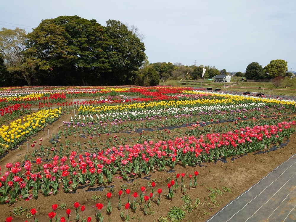 f:id:bibi-kirara:20220404155703j:plain