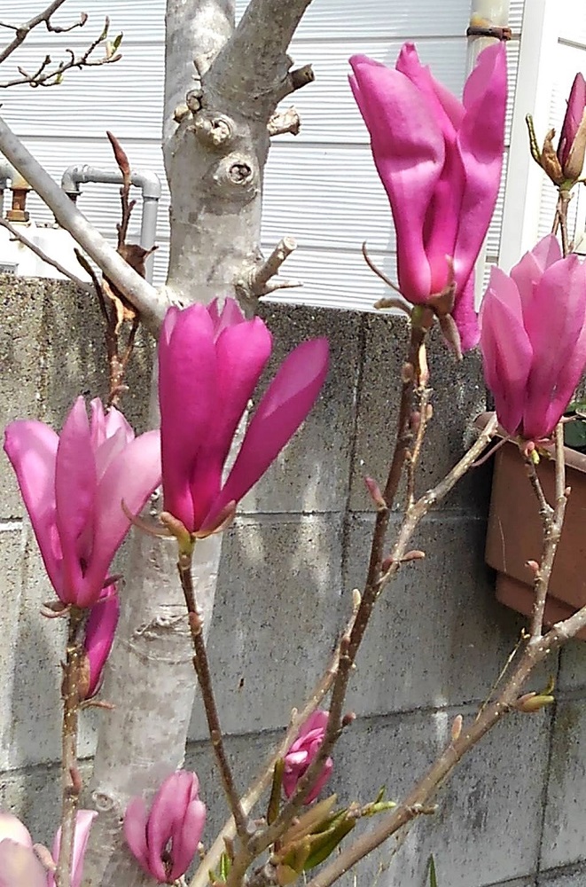 f:id:bibi-kirara:20220412120939j:plain