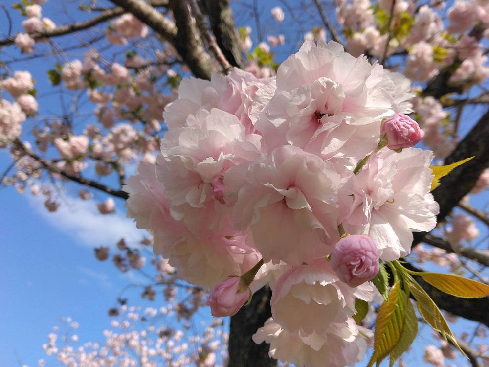 f:id:bibi-kirara:20220415204506j:plain