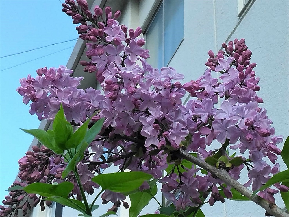 f:id:bibi-kirara:20220415204707j:plain