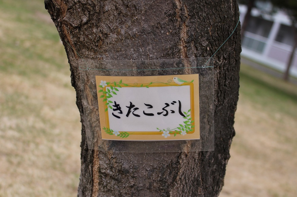 f:id:bibi-kirara:20220417152502j:plain