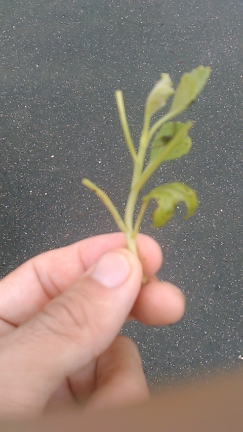 キャベツの苗 増殖 - 家庭菜園で食費を浮かす
