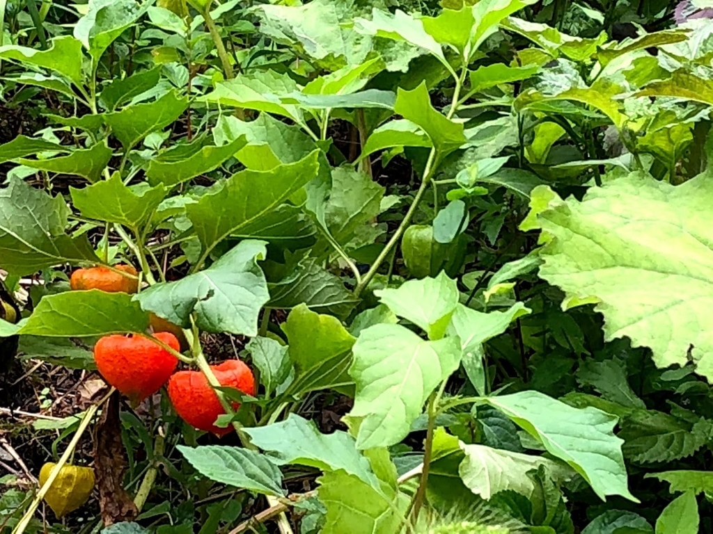 f:id:bibimaru:20180908133809j:plain f:id:bibimaru:20180908133809j:plain