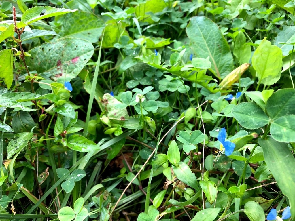 f:id:bibimaru:20180908133819j:plain f:id:bibimaru:20180908133819j:plain