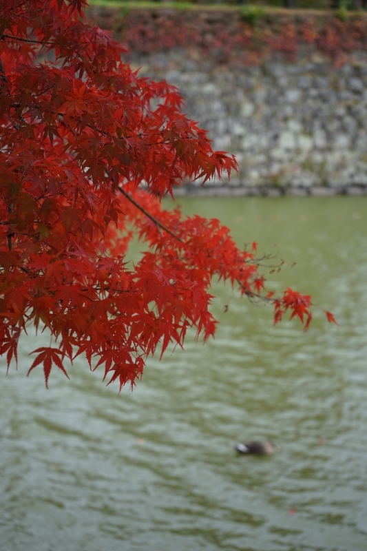 f:id:bibinbaleo:20201106100420j:plain