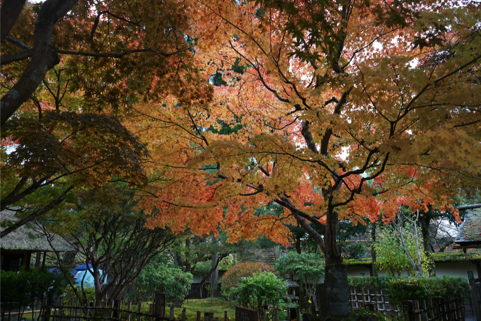 f:id:bibinbaleo:20201108093619p:plain f:id:bibinbaleo:20201108093619p:plain