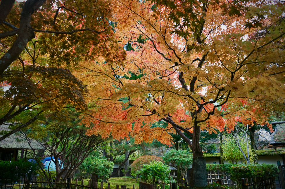 f:id:bibinbaleo:20201108093625p:plain f:id:bibinbaleo:20201108093625p:plain