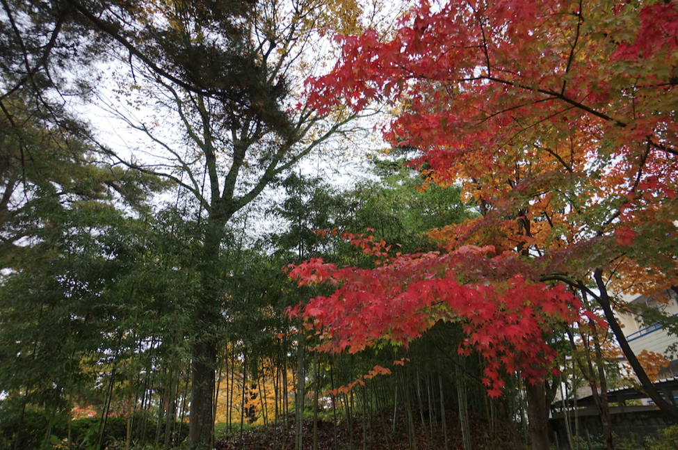 f:id:bibinbaleo:20201108100213p:plain f:id:bibinbaleo:20201108100213p:plain