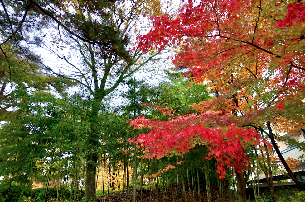 f:id:bibinbaleo:20201108100424p:plain f:id:bibinbaleo:20201108100424p:plain